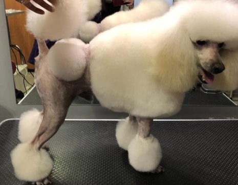 фото пуделя в салоне Beauty Pets на Позняках