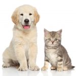 Стрижка собак и кошек на Позняках